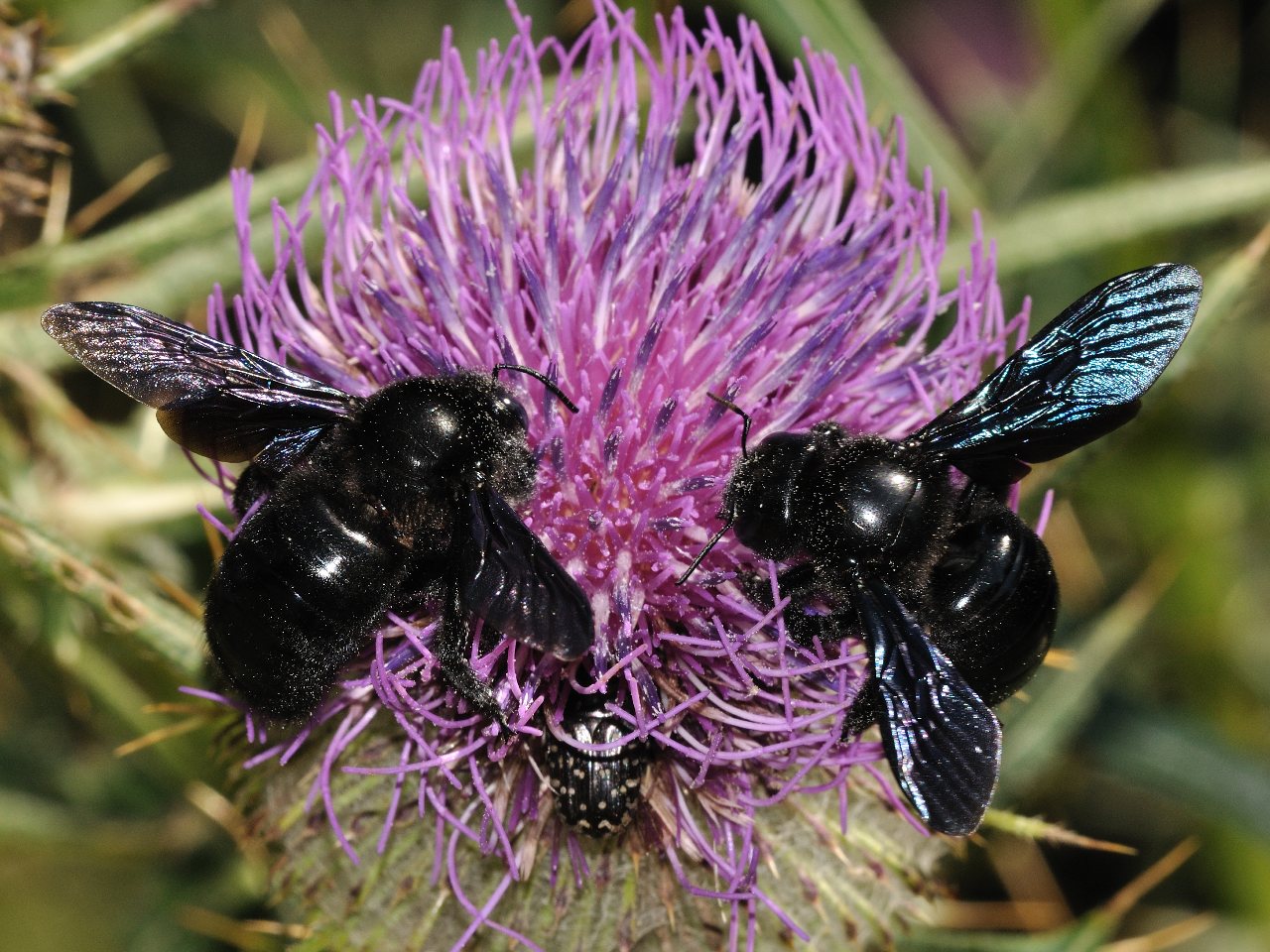 Apidae Xylocopinae: Xylocopa valga ♂ e femmina